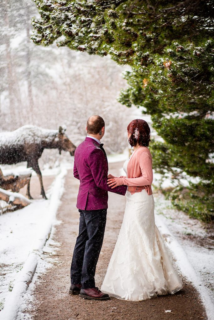 A couple eloping in Rocky Mountain National Park watching a moose walk by Colorado Wedding Photographer Colorado Wedding Photographer